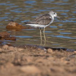 Common Greenshank, Groenpootruiter, (Tringa nebularia)