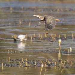 Green-backed Heron, Groenrugreier, (Butorides striata)