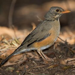 Kurrichane Thrush, Rooibeklyster, (Turdus libonyanus)