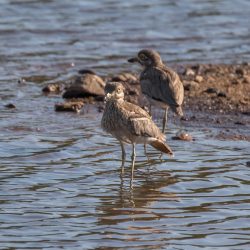 Water Thick-knee, Waterdikkop, (Burhinus vermiculatus)