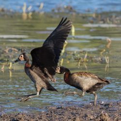 White-faced Whistling Duck, Nonnetjie-eend, (Dendrocygna viduata)