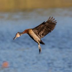 White-faced Whistling Duck, Nonnetjie-eend, (Dendrocygna viduata)