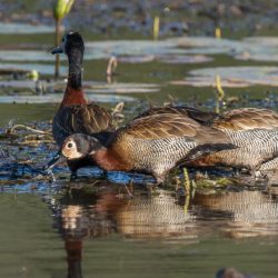White-faced Whistling Duck, Nonnetjie-eend, (Dendrocygna viduata)