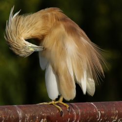 Squacco Heron, Ralreier, (Ardeola ralloides) - Rooiwal