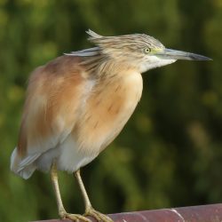 Squacco Heron, Ralreier, (Ardeola ralloides) - Rooiwal