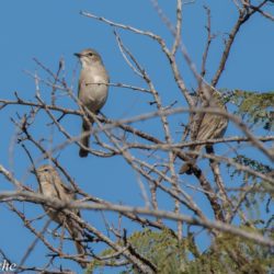 Pale Flycatcher, Muiskleurvlieëvanger, (Bradornis pallidus)