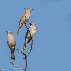 Pale Flycatcher, Muiskleurvlieëvanger, (Bradornis pallidus)