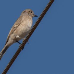 Pale Flycatcher, Muiskleurvlieëvanger, (Bradornis pallidus)