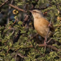 Long-billed Crombec, Bosveldstompstert, (Sylvietta rufescens)