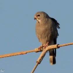 Lizard Buzzard, Akkedisvalk, (Kaupifalco monogrammicus)