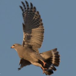 Lizard Buzzard, Akkedisvalk, (Kaupifalco monogrammicus)