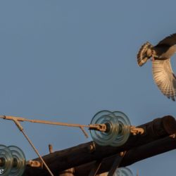 Lizard Buzzard, Akkedisvalk, (Kaupifalco monogrammicus)
