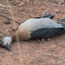 Jouvenile White-faced Whistling Duck, Nonnetjie-eend, (Dendrocygna viduata) (cause of death unknown)