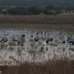 Marabou Stork, Maraboe, (Leptoptilos crumeniferus)