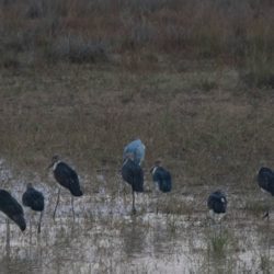 Marabou Stork, Maraboe, (Leptoptilos crumeniferus)