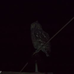 Spotted Eagle-Owl, Gevlekte Ooruil, (Bubo africanus)