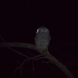 Southern White-faced Owl, Witwanguil, (Ptilopsis granti)