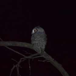 Southern White-faced Owl, Witwanguil, (Ptilopsis granti)