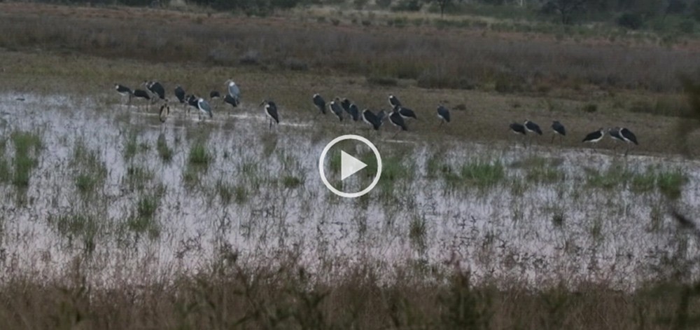 Marabou Stork, Maraboe, (Leptoptilos crumeniferus) - Kloppersbos