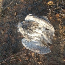Southern White-faced Owl, Witwanguil, (Ptilopsis granti) (cause of death unknown)