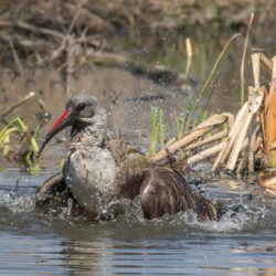 Hadeda Ibis, Hadeda, (Bostrychia hagedash)