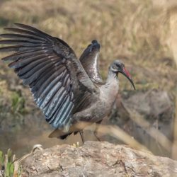 Hadeda Ibis, Hadeda, (Bostrychia hagedash)