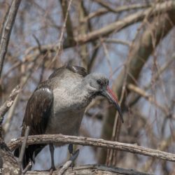 Hadeda Ibis, Hadeda, (Bostrychia hagedash)