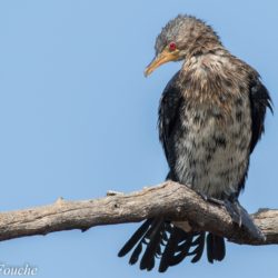 Reed Cormorant, Rietduiker, (Microcarbo africanus)