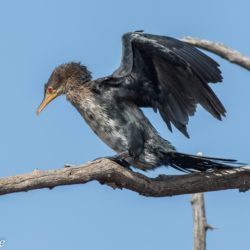 Reed Cormorant, Rietduiker, (Microcarbo africanus)