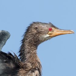 Reed Cormorant, Rietduiker, (Microcarbo africanus)