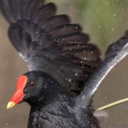 Common Moorhen, Grootwaterhoender, (Gallinula chloropus)