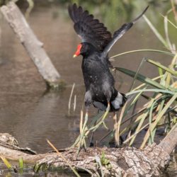 Common Moorhen, Grootwaterhoender, (Gallinula chloropus)