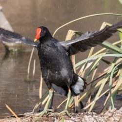 Common Moorhen, Grootwaterhoender, (Gallinula chloropus)