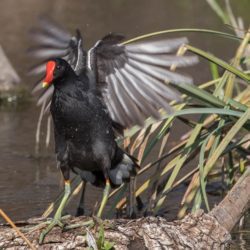 Common Moorhen, Grootwaterhoender, (Gallinula chloropus)