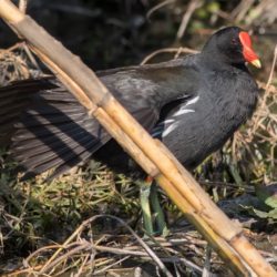 Common Moorhen, Grootwaterhoender, (Gallinula chloropus)