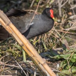 Common Moorhen, Grootwaterhoender, (Gallinula chloropus)