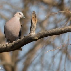 Red-eyed Dove, Grootringduif, (Streptopelia semitorquata)