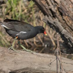 Common Moorhen, Grootwaterhoender, (Gallinula chloropus)