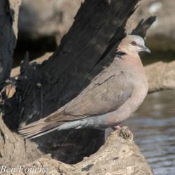 Red-eyed Dove, Grootringduif, (Streptopelia semitorquata)