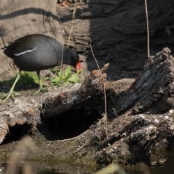 Common Moorhen, Grootwaterhoender, (Gallinula chloropus)