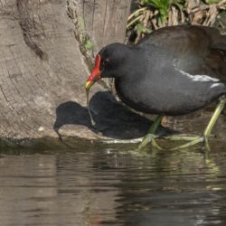Common Moorhen, Grootwaterhoender, (Gallinula chloropus)