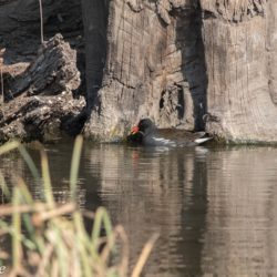 Common Moorhen, Grootwaterhoender, (Gallinula chloropus)