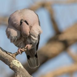 Red-eyed Dove, Grootringduif, (Streptopelia semitorquata)