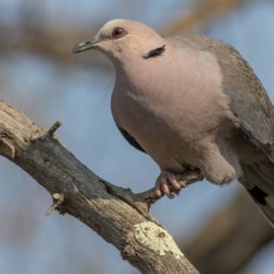 Red-eyed Dove, Grootringduif, (Streptopelia semitorquata)