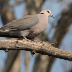 Red-eyed Dove, Grootringduif, (Streptopelia semitorquata)