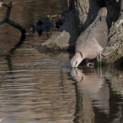 Red-eyed Dove, Grootringduif, (Streptopelia semitorquata)