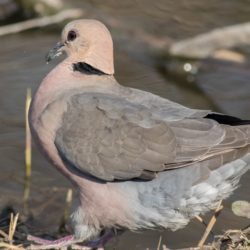 Red-eyed Dove, Grootringduif, (Streptopelia semitorquata)