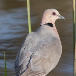 Red-eyed Dove, Grootringduif, (Streptopelia semitorquata)