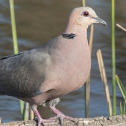 Red-eyed Dove, Grootringduif, (Streptopelia semitorquata)