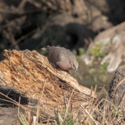 Red-eyed Dove, Grootringduif, (Streptopelia semitorquata)